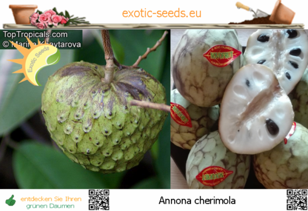 Annona cherimola, 20-100 Samen